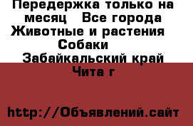 Передержка только на месяц - Все города Животные и растения » Собаки   . Забайкальский край,Чита г.